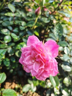 娇艳粉色月季花