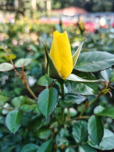 黄色娇艳单枝月季花