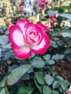 娇艳双色月季花绽放