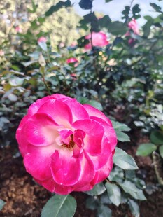 月季花