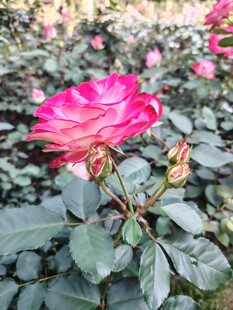 月季花