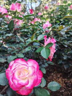 月季花