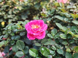 娇艳粉色月季花绽放