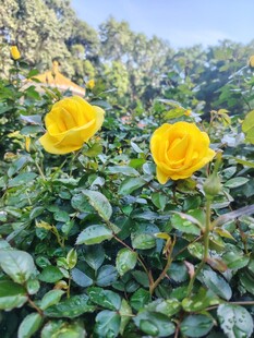 绽放的黄色月季花