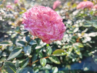 娇艳粉色玫瑰绽放