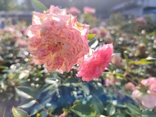 娇艳双色茶花绽放