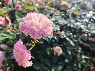 月季花