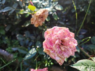 月季花