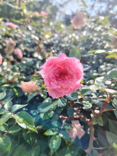 娇艳山茶花绽放绿叶间