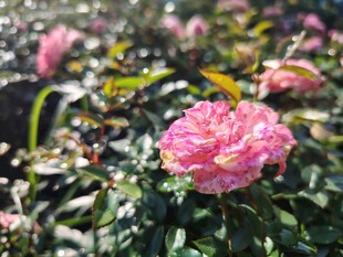娇艳粉色月季花绽放