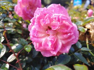 娇艳粉色月季花绽放
