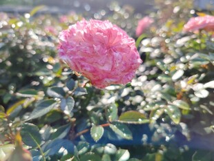 娇艳粉色月季花绽放
