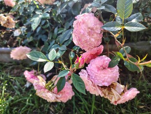 娇艳粉色月季花绽放