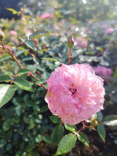 月季花