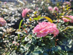 月季花