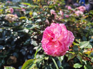 月季花