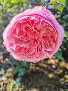 娇艳粉色月季花