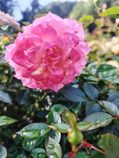 月季花