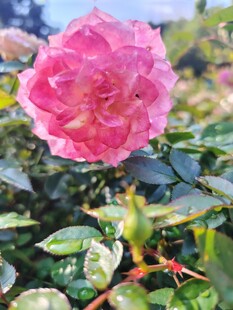 月季花