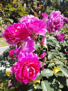 月季花