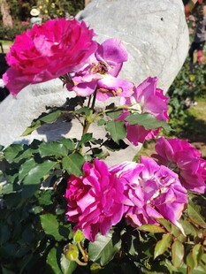 月季花
