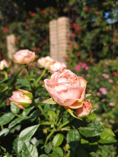 玫瑰花