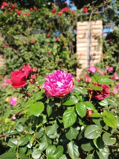 月季花