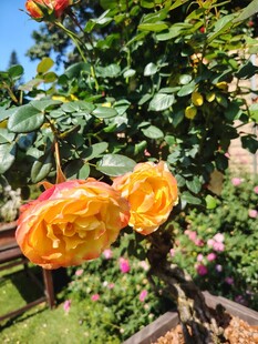 月季花