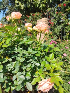 月季花