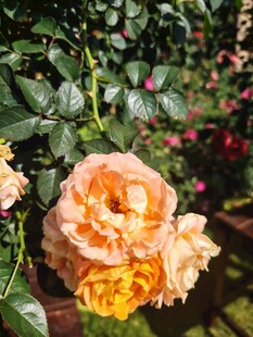 月季花