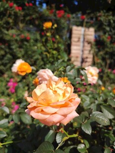 玫瑰花