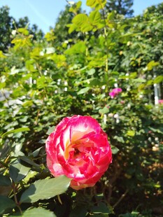 月季花