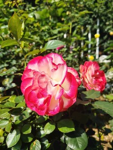 娇艳双色月季花