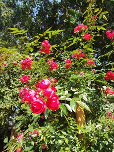 蔷薇花