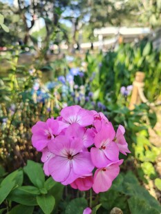 娇艳粉色花卉
