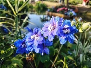 蓝花绽放于绿意间
