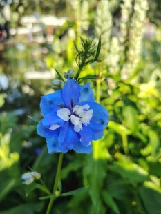 蓝花绽放于绿意间