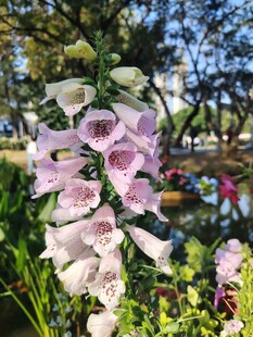 粉色花朵绽放于花园中