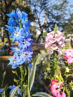 多彩飞燕草绽放花园