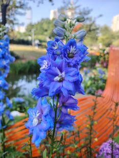蓝翠雀花绽放于花园间
