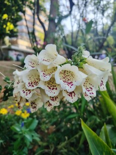 白色毛地黄花绽放