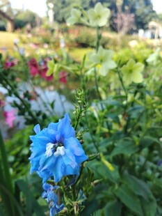 蓝花绽放于多彩花园