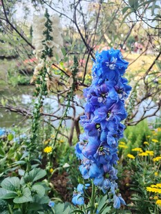 蓝花绽放于葱郁花园中