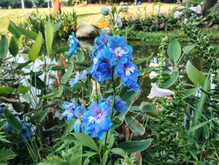 蓝花绽放于繁茂绿植间