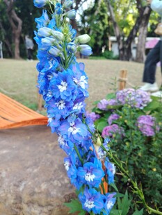 蓝色花卉装饰