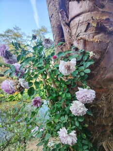 繁花绕树自然景致如画