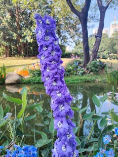 紫色飞燕草绽放于花园
