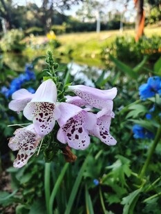 紫色斑点花朵绽放于草地