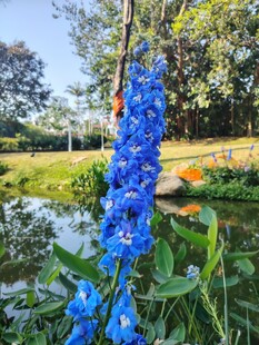 蓝花绽放于美丽花园