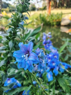 蓝花绽放于绿叶间